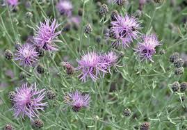 Image result for Stoebe