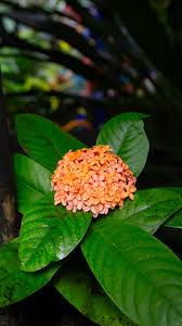Image result for Ixora sp. A