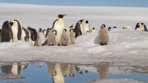 Their thick complexion is due to a fat deposit of 1.2 in that help them keep their. Emperor Penguins May Disappear By The End Of This Century Science Aaas