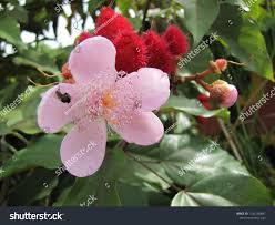 Image result for Bixaceae