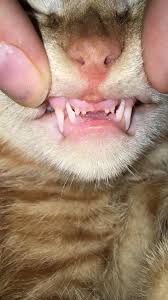 Here's a look at a few options to replace missing teeth, as well as the pros and cons of each option and cost. My Kitten Lost His Two Front Teeth Recently Big Kitty Teeth Coming Teefies