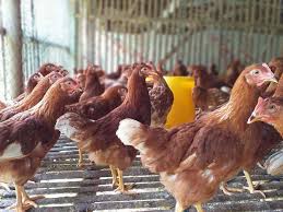Daftar Harga Doc Pullet Afkir Ayam Ras Petelur Hari Ini