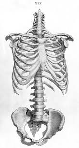 One way is to group them by their location on the anterior, lateral, and posterior regions of the body, but they can also be classified by anatomical regions (abdominal region, scapular artists use this form as an important landmark in torso studies. Human Skeleton Torso Ribcage And Pelvis Anatomy Drawing From William Cheselden S Osteographia 1733 Skeleton Drawings Human Anatomy Art Human Anatomy Drawing