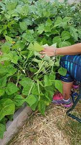 Check spelling or type a new query. Blue Lake Bush Beans Easy To Grow Big Flavor No Strings