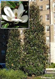 Magnolia Grandiflora Alta T M G H Havlis Cz Magnolia Grandiflora Southern Magnolia Magnolia