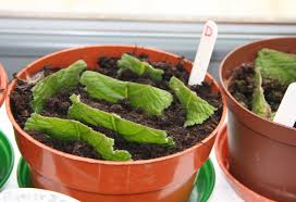 Image result for Streptocarpus solenanthus × eylesii