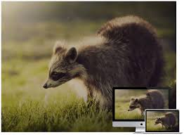 30 Amazing Wildlife And Animal Wallpapers Hongkiat Print a wallpaper is india's favourite destination for wallpaper! amazing wildlife and animal wallpapers