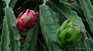 The seed is small so you would plant it very shallow in good planting soil. Dragon Fruit Pitahaya Thailand Falktime