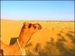 Stari rock majstori — hippy hippy shake 02:07. Camel Safari In Jaisalmer The Ultimate Checklist Hippie In Heels