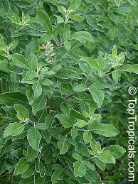 Image result for Vitex trifolia