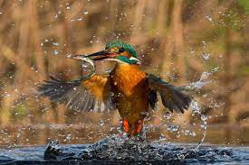 Nature Is Stunning Animal Photography Animals Animal Photo