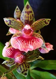 Twitter Strange Flowers Beautiful Orchids Orchids