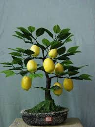 Bonsai Baum Kaufen Und Richtig Pflegen Einige Wertvolle Tipps Bonsai Baum Bonsai Obstbaum Bonsai Pflanzen