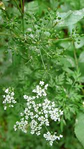 Image result for Conium