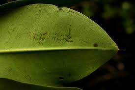 Image result for Rhizophora mucronata