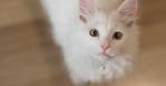 List of Cat Breeds | Petfinder