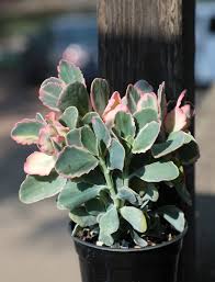 Image result for Kalanchoe fedtschenkoi