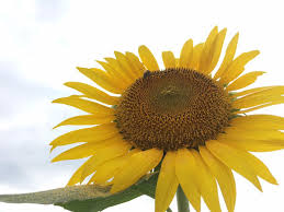 Bunga dengan nama ilmiah helianthus ini memiliki bentuk bulat, mahkota bunga berwarna kuning dengan inti kecokelatan, mirip seperti matahari yang sedang bersinar. Taman Bunga Matahari Di Jepang