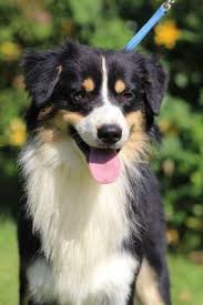 Les annonces de berger australien diffusées sur acheter mon chien.com sont des annonces des éleveurs partenaires royal canin. Eleveurs De Berger Australien Miniature Classee Par Departement
