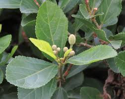 Image result for Grewia hornbyi