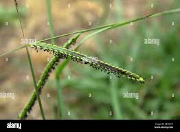 Image result for Urochloa brizantha