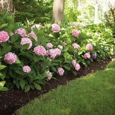 Our hydrangea guide provides summer plant care tips for all you need to know about growing hydrangeas—from watering to fertilizing to pruning to winter care. Let S Dance Big Easy Hydrangea Plants For Sale Free Shipping