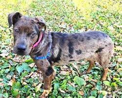 UPDATE: Adopted! Meet 3...