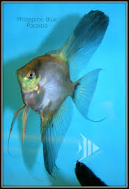 Pin On Angelfish