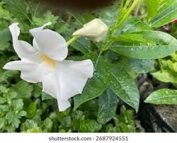 Image result for dipladenie hybrida rio obrázek