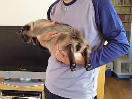 間違った猫の抱き方 豆 焦げちゃいました