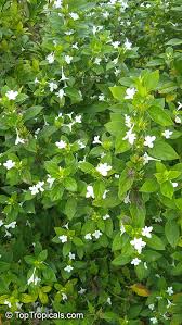 Image result for Barleria