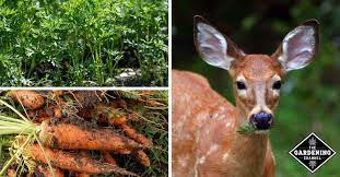 Share the best gifs now >>>. Do Deer Like To Eat Carrots Gardening Channel