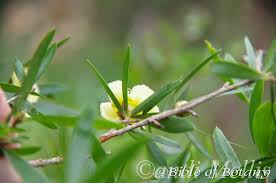 Image result for Lipocarpha atra