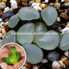 We did not find results for: Sukkulente Pflanze Von Haworthia Truncata Var Maughanii Lila Linse Buy Sukkulente Tissue Kultur Anlage Vielfaltigen Pflanzen Product On Alibaba Com