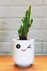 The most common fairy castle cactus material is wood. Fairy Castle Cactus Care Guide With Pictures Succulents Network