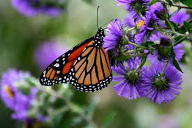 Since it's currently spring time when writing this, you may be wondering please note that many of the flowers mentioned may also attract hummingbirds, bees, and moths. Free Photo Monarch Butterfly On The Flowers Blooming Butterfly Flower Free Download Jooinn