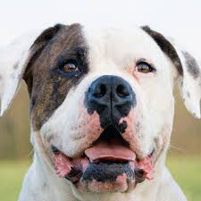 I am 100% serious when i say this, pay close attention i'll say it again: American Bulldog Petfirst