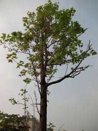 樹呀 樹呀 我把你種下 sunny house 自地自建記錄 痞客邦 plants