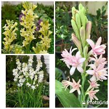 Check spelling or type a new query. Buy Harum Sundal Malam Tuberose Putih Kuning Pink Seetracker Malaysia