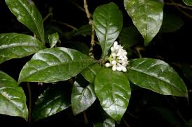 Image result for Chassalia parvifolia