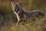Small Wild Cats List - BigCatsWildCats