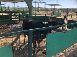 The bactrian camel ( camelus bactrianus ) is a large asian ungulate featured in the standard edition of planet zoo. The Camel Farm S Exhibitor S License Has Been Permanently Revoked But The Animals Still Need Your Help Peta