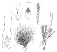 Image result for Ficinia