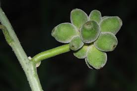 Image result for Pyrenacantha