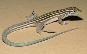 Red dots on the map indicate the area where this species has been found and could be established. New Mexico Whiptails Aka Lesbian Lizards Lizard New Mexico Mexico