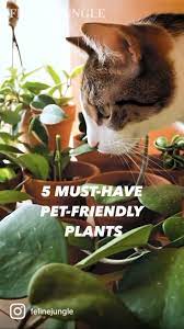 Top 5 Pet Friendly Houseplants Easy Non Toxic Indoor Plant For Cats Pinterest