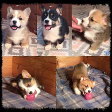 Our corgis are born in our home and raised with lots of love , care and attention. Patti S California Corgis Patti S California Corgis