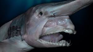 Top 10 Creepy Deep Sea Creatures Deep Sea Creatures Scary Ocean Scary Animals