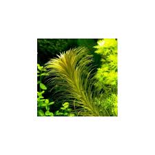 Image result for Lagarosiphon cordofanus