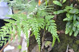 Image result for Pityrogramma